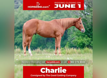 Quarter horse américain, Hongre, 4 Ans, Alezan brûlé