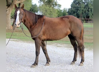 Quarter horse américain, Hongre, 4 Ans, Alezan brûlé