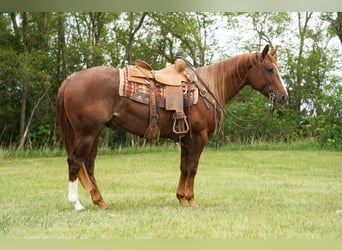 Quarter horse américain, Hongre, 4 Ans, Alezan cuivré