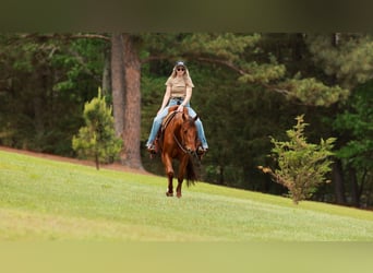 Quarter horse américain, Hongre, 4 Ans, Alezan cuivré