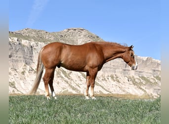 Quarter horse américain, Hongre, 4 Ans, Alezan cuivré