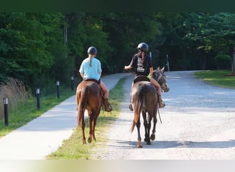 Quarter horse américain, Hongre, 4 Ans, Alezan cuivré