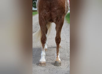 Quarter horse américain Croisé, Hongre, 4 Ans, Alezan cuivré
