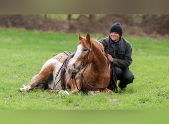 Quarter horse américain Croisé, Hongre, 4 Ans, Alezan cuivré
