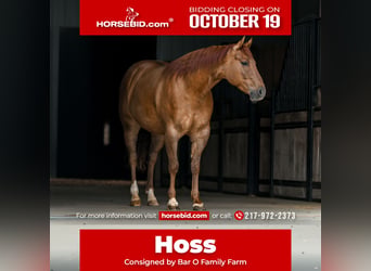 Quarter horse américain, Hongre, 4 Ans, Alezan dun