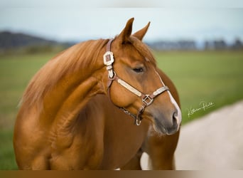 Quarter horse américain, Hongre, 4 Ans, Alezan