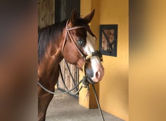 Quarter horse américain, Hongre, 4 Ans, Bai cerise