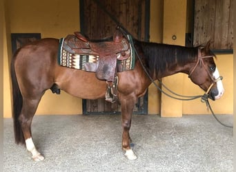 Quarter horse américain, Hongre, 4 Ans, Bai cerise