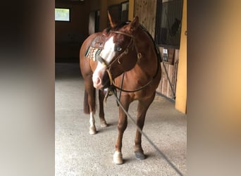 Quarter horse américain, Hongre, 4 Ans, Bai cerise