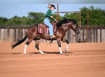 Quarter horse américain, Hongre, 4 Ans, Bai cerise