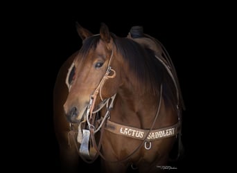 Quarter horse américain, Hongre, 4 Ans, Bai cerise
