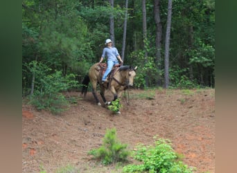 Quarter horse américain, Hongre, 4 Ans, Buckskin