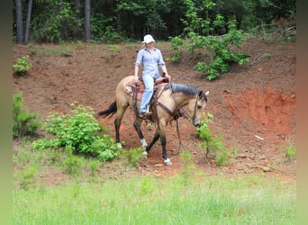 Quarter horse américain, Hongre, 4 Ans, Buckskin