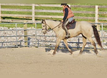 Quarter horse américain, Hongre, 4 Ans, Buckskin