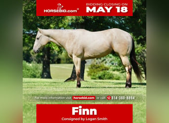 Quarter horse américain, Hongre, 4 Ans, Buckskin