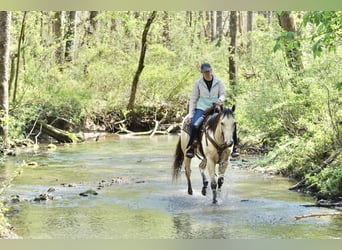 Quarter horse américain, Hongre, 4 Ans, Buckskin