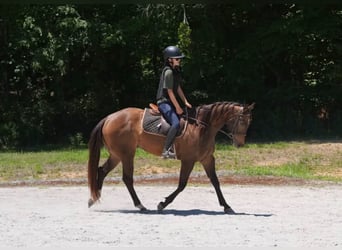 Quarter horse américain, Hongre, 4 Ans, Buckskin
