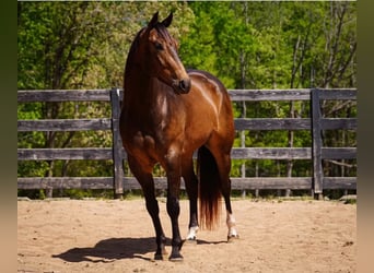 Quarter horse américain, Hongre, 4 Ans, Buckskin