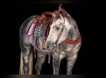 Quarter horse américain, Hongre, 4 Ans, Gris pommelé