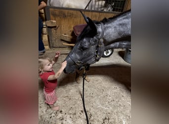 Quarter horse américain, Hongre, 4 Ans, Gris