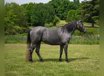 Quarter horse américain, Hongre, 4 Ans, Gris