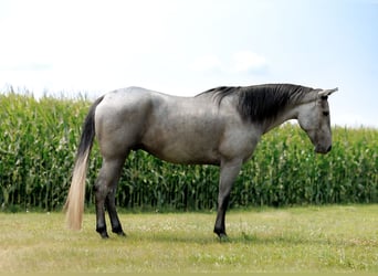 Quarter horse américain, Hongre, 4 Ans, Gris