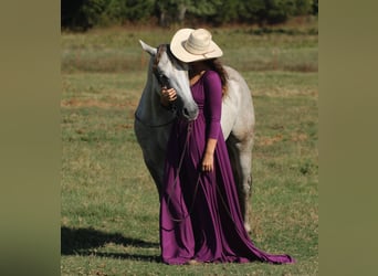 Quarter horse américain, Hongre, 4 Ans, Gris