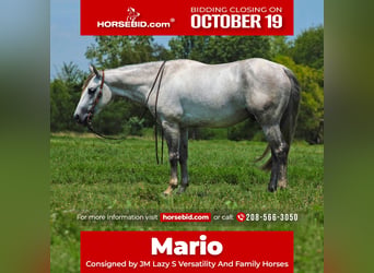 Quarter horse américain, Hongre, 4 Ans, Gris