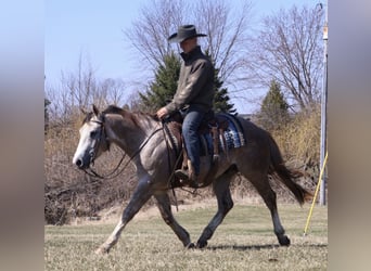 Quarter horse américain, Hongre, 4 Ans, Gris