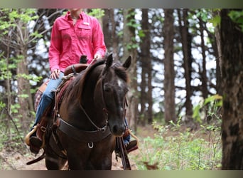 Quarter horse américain, Hongre, 4 Ans, Gris