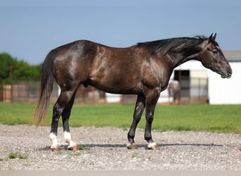 Quarter horse américain, Hongre, 4 Ans, Gris
