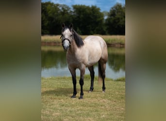 Quarter horse américain, Hongre, 4 Ans, Gris