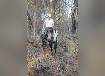 Quarter horse américain, Hongre, 4 Ans, Gris