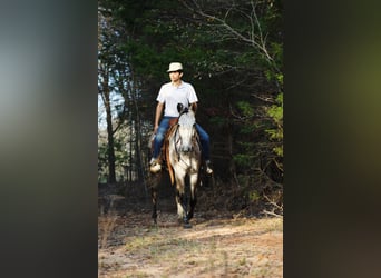 Quarter horse américain, Hongre, 4 Ans, Gris