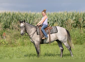 Quarter horse américain, Hongre, 4 Ans, Gris