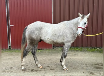 Quarter horse américain, Hongre, 4 Ans, Gris