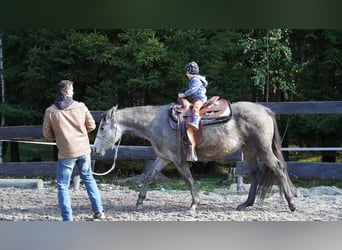 Quarter horse américain, Hongre, 4 Ans, Gris