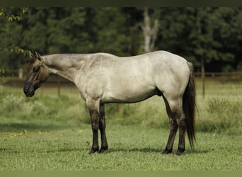Quarter horse américain, Hongre, 4 Ans, Grullo