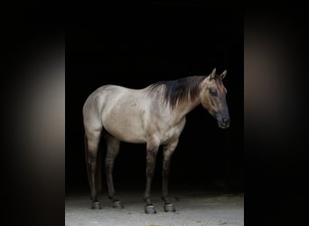 Quarter horse américain, Hongre, 4 Ans, Grullo