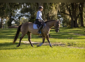 Quarter horse américain Croisé, Hongre, 4 Ans, Grullo