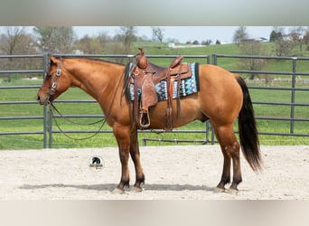 Quarter horse américain, Hongre, 4 Ans, Isabelle