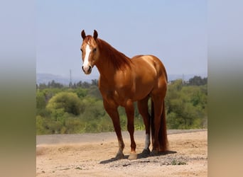 Quarter horse américain, Hongre, 4 Ans, Isabelle