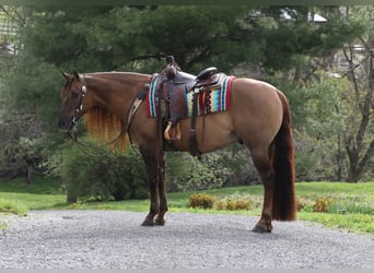Quarter horse américain, Hongre, 4 Ans, Isabelle