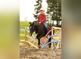 Quarter horse américain, Hongre, 4 Ans, Noir