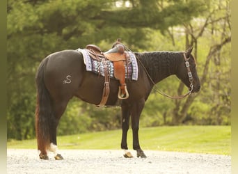 Quarter horse américain, Hongre, 4 Ans, Noir