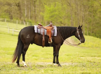 Quarter horse américain, Hongre, 4 Ans, Noir