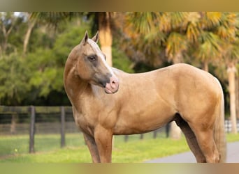 Quarter horse américain, Hongre, 4 Ans, Palomino