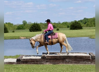 Quarter horse américain, Hongre, 4 Ans, Palomino