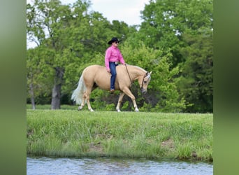 Quarter horse américain, Hongre, 4 Ans, Palomino