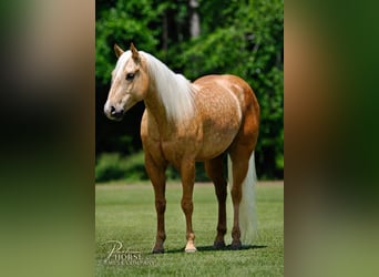 Quarter horse américain, Hongre, 4 Ans, Palomino
